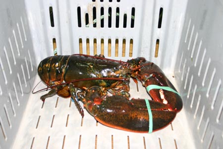 nova scotia lobster
