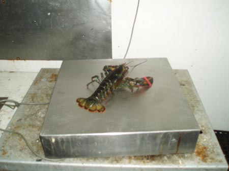 nova scotia lobster